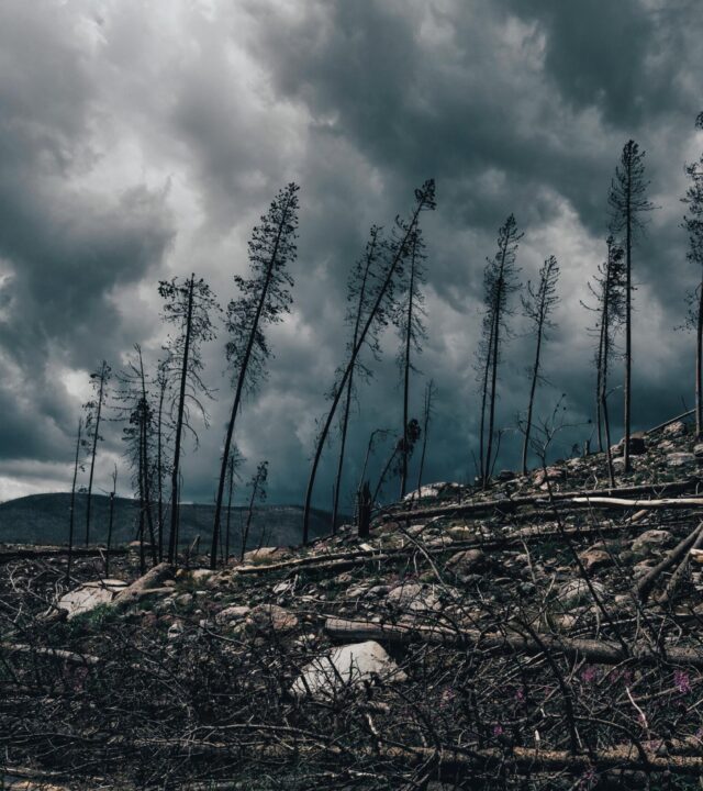 pexels alfomedeiros 12983197